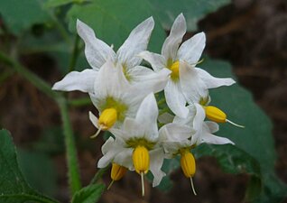 Solanum douglasii flower